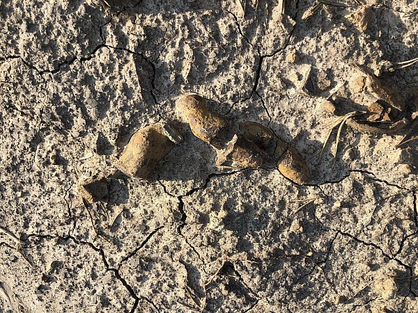 In den versteinerten Fäkalien wurden unverdaute Nahrungsreste, Pflanzen und Teile von Beutetieren identifiziert. - © Grzegorz Niedzwiedzki/dpa