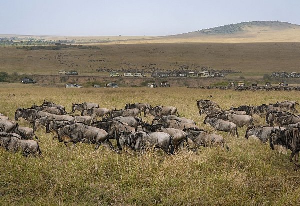 Die alljährliche Gnuwanderung von der Serengeti in die Masai Mara ist ein weltberühmtes Naturspektakel - © Han Xu/XinHua/dpa