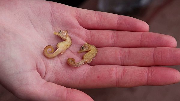 Zwei leblose Kurzschnäuzige Seepferdchen aus dem Wattenmeer. - © Peter Kuchenbuch-Hanken/dpa