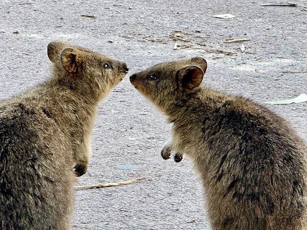 Quokkas sind gesellige Tiere und leben oft in Familiengruppen. - © Carola Frentzen/dpa
