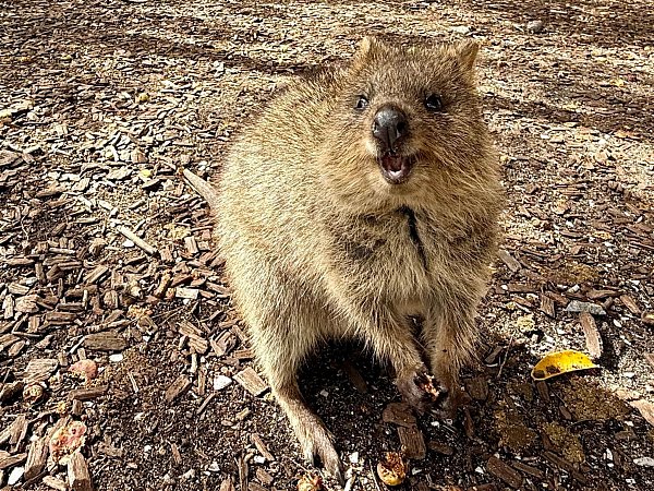 Die Tiere aus der Familie der Kängurus hüpfen auf Rottnest Island überall herum. - © Carola Frentzen/dpa