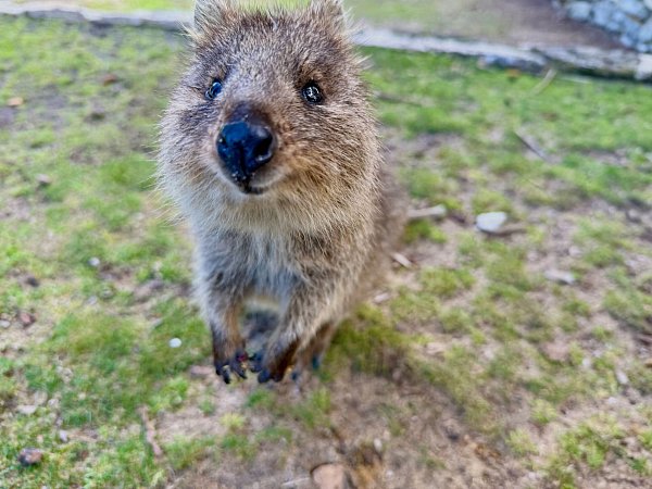 Mit ihrer süßen Mimik sind Quokkas zu Internet-Stars geworden. - © Carola Frentzen/dpa