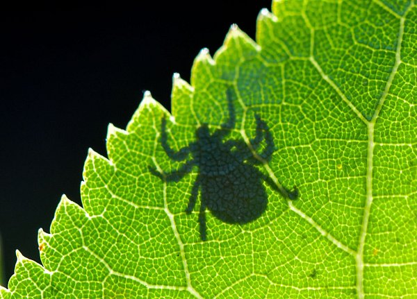 Zecken können gefährliche Krankheiten übertragen, darunter die bakterielle Lyme-Borreliose und FSME. - © Patrick Pleul/dpa/dpa-tmn