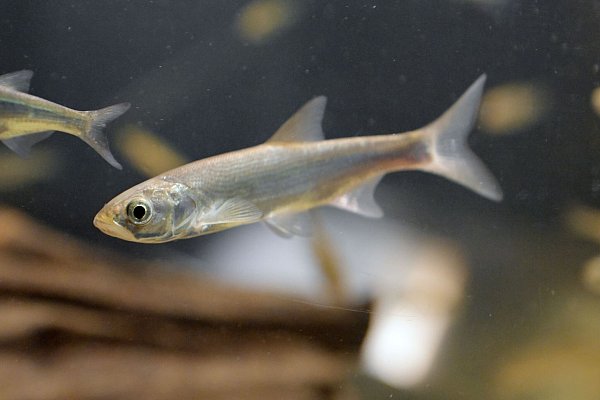 An der Badestelle ist ein Schwarm kleiner Fische unterwegs? Gut möglich, dass es Ukeleien sind. - © Michael Bahlo/dpa/dpa-tmn