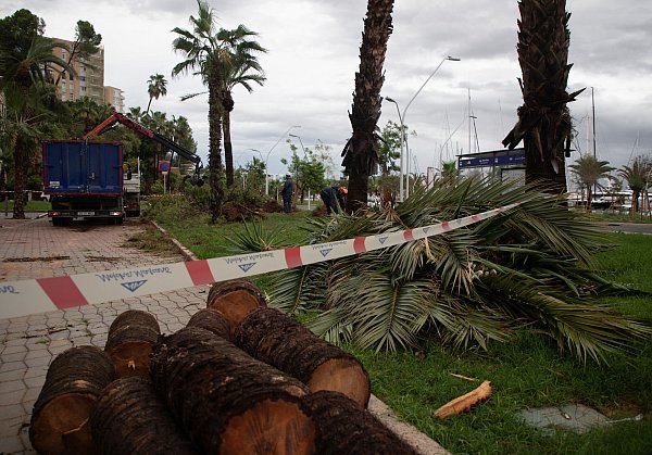 Umgestürzte Bäume liegen an der Strandpromenade von Palma. - © Clara Margais/dpa