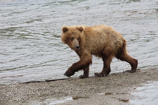 Im Sommer müssen die Braunbären vor der Winterruhe anspecken. - © T. Carmack/National Park Service/AP/dpa