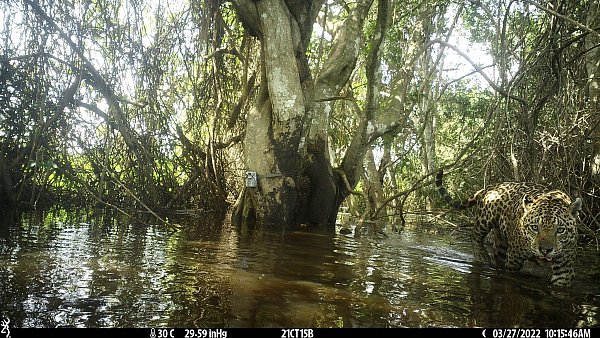 Das etwa 15.000 Hektar große Untersuchungsgebiet liegt im Norden des brasilianischen Pantanals, dem größten Feuchtgebiet der Welt - © ---/Global Change Biology/dpa