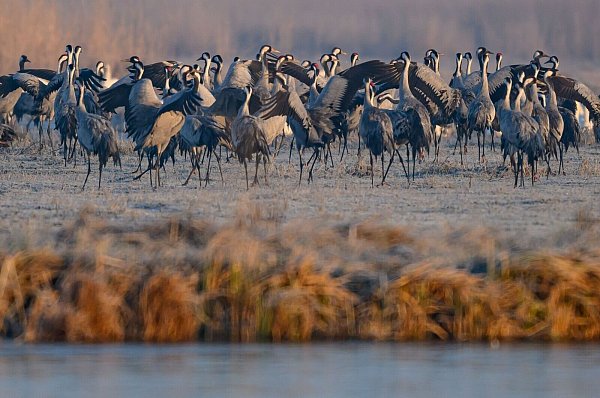 Spezielle Führungen, Sichtschirme und Aussichtstürme sollen die Störungen für die Tiere im Müritz-Nationalpark so gering wie möglich halten. (Archivbild) - © Patrick Pleul/dpa