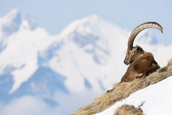 In der Allgäuer Hochalpen gibt es spezielle Führungen zu den «Big Five», wozu Steinbock, Steinadler, Gams, Murmeltier und Alpenschneehuhn zählen. (Archivbild) - © Anthony Anex/KEYSTONE/dpa