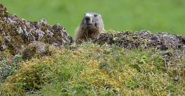 Fotos von Tieren und Pflanzen tragen auch zur Wertschätzung der Natur bei. (Archivbild) - © picture alliance / dpa