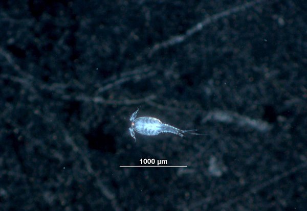 Dieser Ruderfußkrebs ist etwa einen Millimeter groß. Solche Krebse kommen auch im Trinkwassernetz ab und zu vor. - © -/TZW: DVGW-Technologiezentrum Wasser/dpa