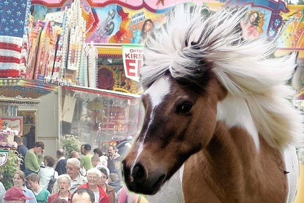 Ponys zum Reiten für Kinder. Tierschützer üben Kritik daran. - © FOTO: TYLER LARKIN