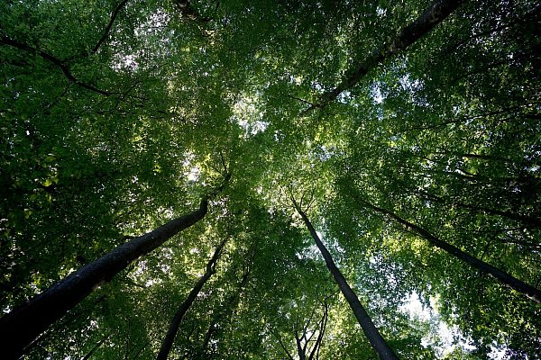 Der Wald sei mittlerweile zu einer Kohlenstoffquelle geworden, sagt Bundeslandwirtschaftsminister Cem Özdemir. - © Marcus Brandt/dpa
