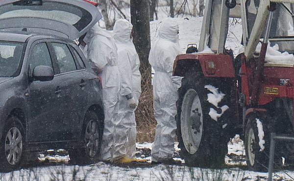 Nach dem Ausbruch der Maul- und Klauenseuche laufen Untersuchungen im Kreis Märkisch-Oderland - © Sebastian Christoph Gollnow/dpa
