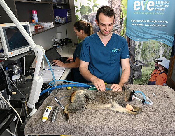Tierärzte sagen, es sei traumatisch, die Folgen einer Chlamydien-Infektion bei Koalas zu sehen. - © Darren England/AAP/dpa