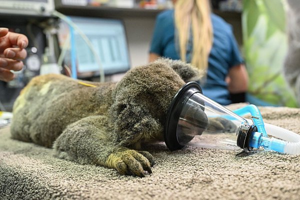 Chlamydien haben bei Koalas oft verheerende Auswirkungen. - © Darren England/AAP/dpa