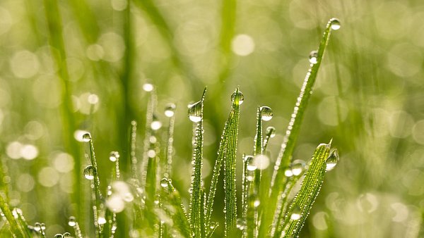 Gesundes Grün: Im Herbst muss der Rasen durchdringend gewässert werden. - © Silas Stein/dpa/dpa-tmn