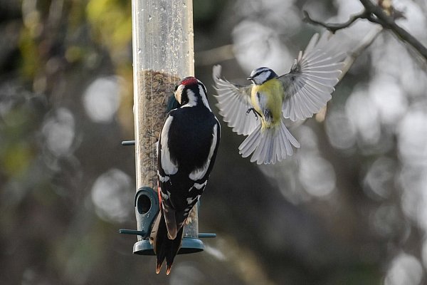 Tipp für Vogelfreunde: Futterspender bieten eine bessere Hygiene als Vogelhäuschen. - © Sebastian Gollnow/dpa/dpa-tmn