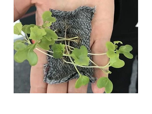 Nachhaltige Ideen in Hannover: Zarte Gartenkresse wächst auf einem Stück Stoff. - © Andrea Frühauf