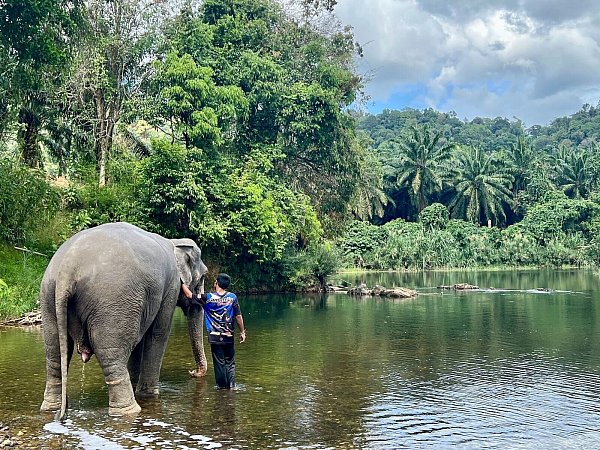 In den Zentren leben die Elefanten mit ihren Führern. Tierschützer beklagen, dass die Touristen die Tiere stressen. (Archivbild) - © Carola Frentzen/dpa