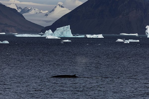 Im Weddellmeer in der Antarktis leben auch Wale. - © John Weller/dpa