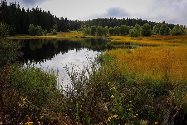 Undurchlässige Lehmschichten: Im Hochmoor staut sich das Regenwasser. - © Deike Uhtenwoldt/dpa-tmn