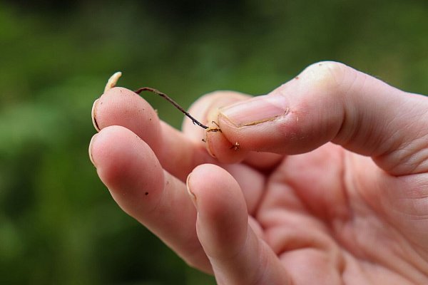 Pfeifengras: Anita Fohn nennt es das «Unkraut» des Hohen Venn. - © Deike Uhtenwoldt/dpa-tmn