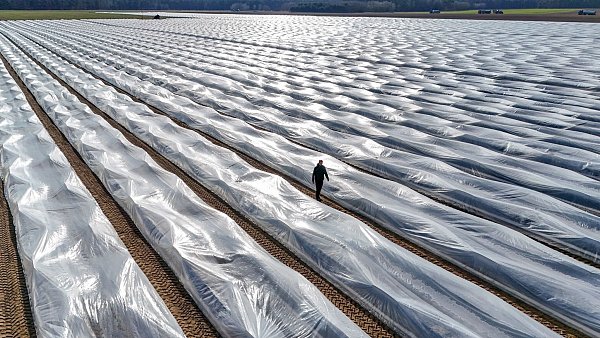 Lange Folien auf den Erdwällen verwandeln die Felder monatelang in gigantische Plastikwüsten. - © Peter Gercke/dpa