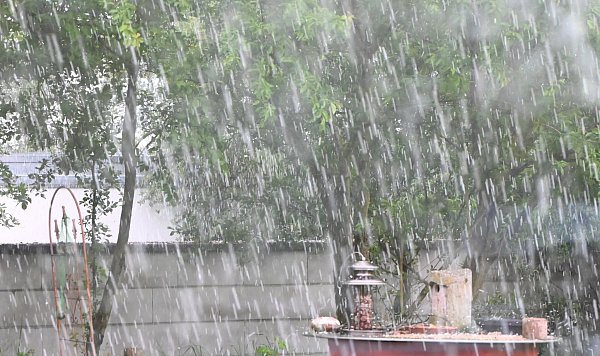 Schnell wechselnde Wetterlagen können Gartenpflanzen stressen. Doch wie kann man seine Pflanzen schützen? - © Axel Seidemann/dpa/dpa-tmn