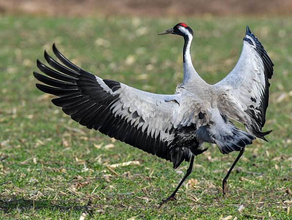 Ein Spektakel für Naturfreunde: Der Tanz der Kraniche - © Patrick Pleul/dpa
