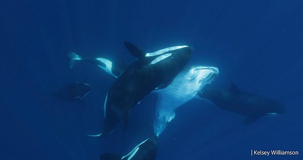 Die Attacken der Orcas wurden erstmals im Detail beschrieben. - © Kelsey Williamson./-/dpa