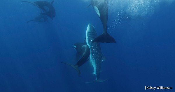 Die Orcas bringen den verletzten Walhai wieder an die Oberfläche, um dort zu fressen. - © Kelsey Williamson./-/dpa