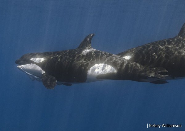Der vordere Orca hat bereits ein Stück des Walhais im Maul. - © Kelsey Williamson./-/dpa