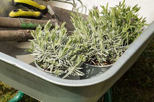 Mediterrane Kräuter wie etwa Lavendel können in der Randzone des Kraterbeets gepflanzt werden. - © Christin Klose/dpa-tmn
