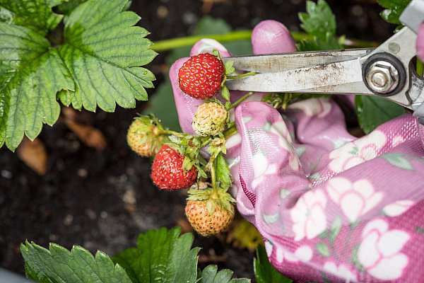 Erdbeerpflanzen fühlen sich in der äußeren Wallzone des Kraterbeets am wohlsten. - © Christin Klose/dpa-tmn