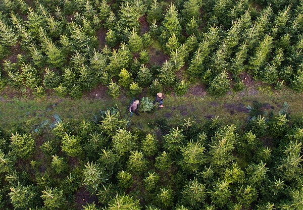 Am besten kauft man den Weihnachtsbaum regional - besonders frisch ist die Tanne, wenn man sie direkt auf der Plantage selbst schlägt. - © Julian Stratenschulte/dpa/dpa-tmn
