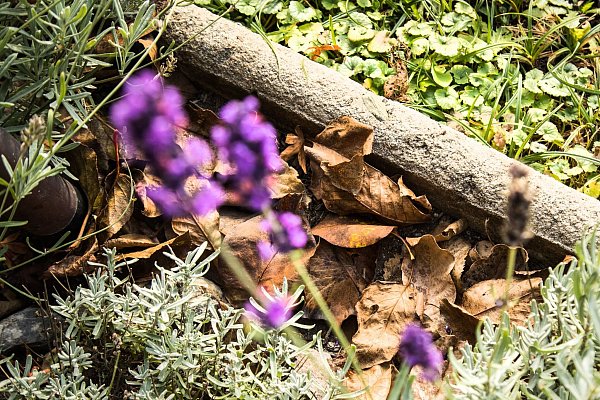 Laub eignet sich hervorragend als organisches Mulchmaterial. - © Christin Klose/dpa-tmn