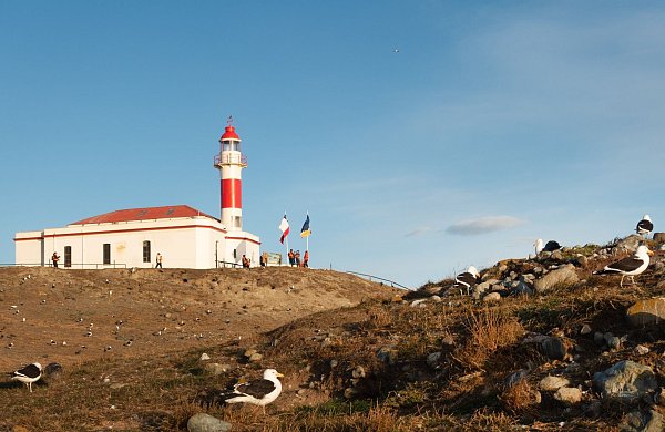 Auch auf der Insel Magdalena, wo viele Pinguine und Seevögel leben, steht ein Leuchtturm. - © Andreas Drouve/dpa-tmn