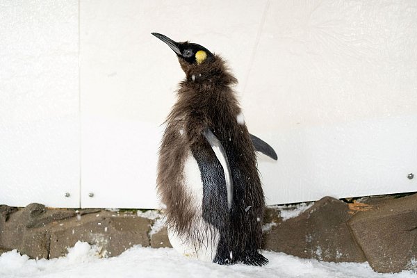 Während der Mauser verlieren Pinguine viel Gewicht. - © -/Sea Life Melbourne Aquarium/dpa