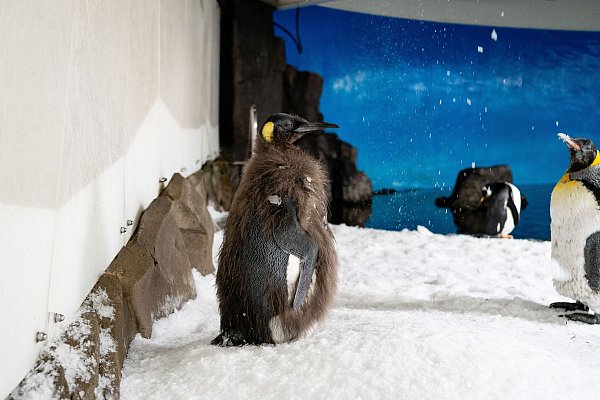 Der Pinguin begeistert Social-Media-User in aller Welt. - © -/Sea Life Melbourne Aquarium/dpa