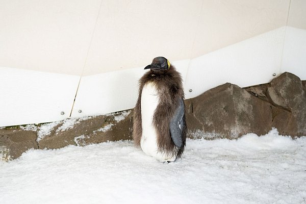 Pesto trägt schon bald sein neues Federkleid. - © -/Sea Life Melbourne Aquarium/dpa