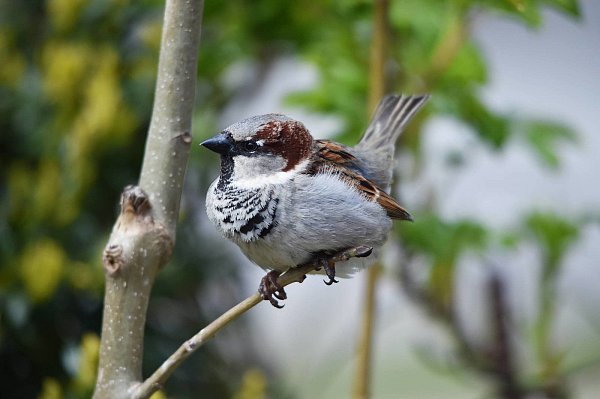 Den Spatz, auch Haussperling genannt, findet man am häufigsten in den heimischen Gärten. - © picture alliance