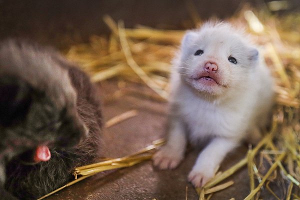 So niedlich: Die Polarfuchs-Babys sind erst ein paar Wochen alt.  - © Sarah Jonek