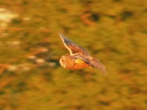 Noch im Hellen ist eine fliegende Waldohreule

im niedrigen Such- und Jagdflug zu beobachten - © Peter Franzeck