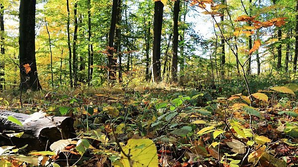 Von grün über gelb zu braun: In diesen Farben zeigt sich der Herbstanfang in OWL im Teutoburger Wald. - © Martin Düsterberg