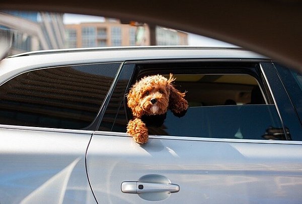 Auf keinen Fall sollten Hunde bei Hitze alleine im Auto gelassen werden. - © Pixabay