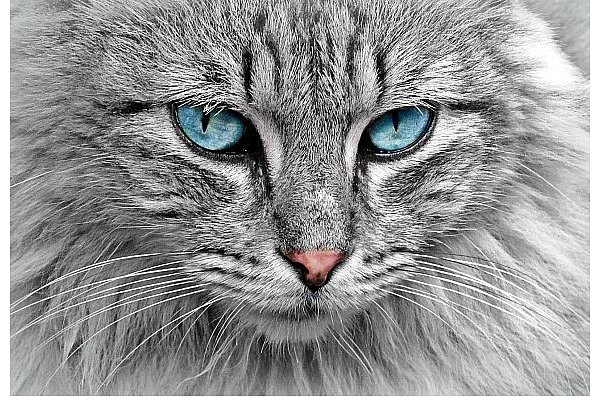 Katzen sind nicht nur besser als Hunde, sondern insbesondere auch viel schöner. - © Pixabay