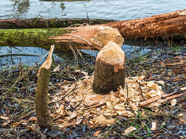 Das schafft nur ein Biber: Am Lippesee wurde diesen umgelegten Bäume entdeckt. Man sieht die typischen Fraßspuren eines Bibers. - © Foto: Bockwinkel