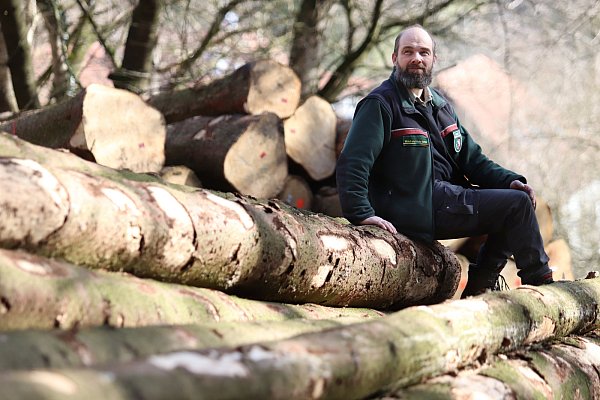 Förster Markus Uhr kommt kaum hinterher: Die befallenen Fichten müssen schnellstmöglich aus dem Wald gebracht werden, damit die Borkenkäfer nicht wieder zurückfinden und sterben. Doch die Holzmasse macht dieses Vorhaben immer schwieriger. - © Alexander Lehn