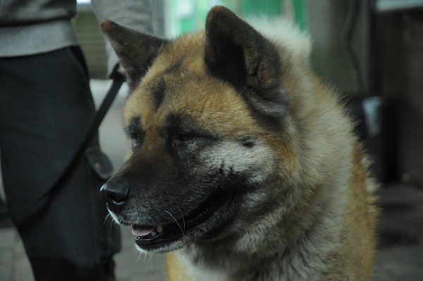 Teddy ist seit sechs Jahren im Tierheim. Warum der Akita Inu seinen Namen trägt, ist klar. - © Heiko Kaiser